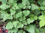 Nettles  Urtica dioica - cut the shoots to make teas.