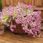 Plant Container - Petunia Pink Ice