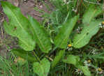 Common Dock - Rumex obtusifolius - weed