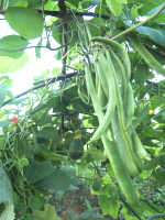 runner beans are easy picking from a runner bean arch