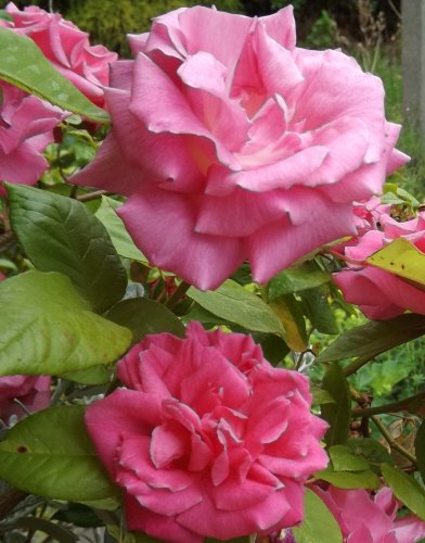 Rose Zephirine drouhin from my window